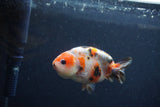 Juvenile Ranchu  Calico 3.5 Inch (ID#1217R9b-61) Free2Day SHIPPING