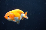 Juvenile Ranchu  Red White 3 Inch (ID#408R9b-57) Free2Day SHIPPING