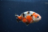 Juvenile Ranchu  Calico 3.5 Inch (ID#1217R9b-61) Free2Day SHIPPING