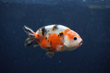 Juvenile Ranchu  Calico 3.5 Inch (ID#1217R9b-61) Free2Day SHIPPING