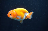 Juvenile Ranchu  Red White 3 Inch (ID#408R9b-57) Free2Day SHIPPING