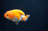 Juvenile Ranchu  Red White 3 Inch (ID#408R9b-57) Free2Day SHIPPING