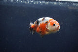 Juvenile Ranchu  Calico 3.5 Inch (ID#1217R9b-61) Free2Day SHIPPING