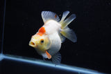 Ryukin  Red White 4.5 Inch (ID#1011Ry8a-13) Free2Day SHIPPING