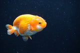 Juvenile Ranchu  Red White 3 Inch (ID#408R9b-57) Free2Day SHIPPING