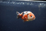 Juvenile Ranchu  Calico 3.5 Inch (ID#1217R9b-61) Free2Day SHIPPING