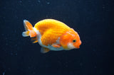 Juvenile Ranchu  Red White 3 Inch (ID#408R9b-57) Free2Day SHIPPING