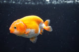 Juvenile Ranchu  Red White 3 Inch (ID#408R9b-57) Free2Day SHIPPING