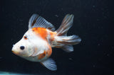 Ryukin Long Tail Calico 5 Inch (ID#404Ry8a-1) Free2Day SHIPPING