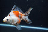 Ryukin Long Tail Calico 5 Inch (ID#404Ry8a-1) Free2Day SHIPPING