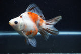 Ryukin Long Tail Calico 5 Inch (ID#404Ry8a-1) Free2Day SHIPPING
