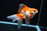 Ryukin Long Tail Red White 5 Inch (ID#228Ry8a-16) Free2Day SHIPPING