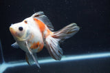 Ryukin Long Tail Calico 5 Inch (ID#404Ry8a-1) Free2Day SHIPPING