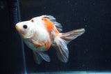 Ryukin Long Tail Calico 5 Inch (ID#404Ry8a-1) Free2Day SHIPPING