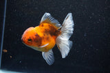 Thai Oranda  Calico 4 Inch (ID#1101To1b-68) Free2Day SHIPPING