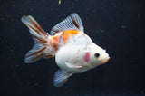 Ryukin Long Tail Calico 5 Inch (ID#404Ry8a-1) Free2Day SHIPPING