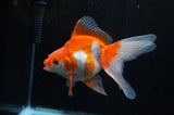 Ryukin Long Tail Red White 5 Inch (ID#228Ry8a-16) Free2Day SHIPPING