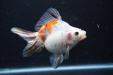 Ryukin Long Tail Calico 5 Inch (ID#404Ry8a-1) Free2Day SHIPPING