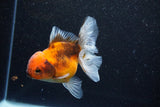 Thai Oranda  Calico 4 Inch (ID#1101To1b-68) Free2Day SHIPPING