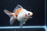 Ryukin Long Tail Calico 5 Inch (ID#404Ry8a-1) Free2Day SHIPPING