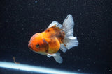 Thai Oranda  Calico 4 Inch (ID#1101To1b-68) Free2Day SHIPPING