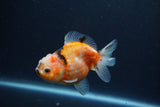 Yuan Bao Oranda  Calico 3.5 Inch (ID#1213Yb10b-64) Free2Day SHIPPING