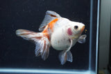 Ryukin Long Tail Calico 5 Inch (ID#404Ry8a-1) Free2Day SHIPPING