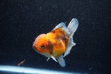 Thai Oranda  Calico 4 Inch (ID#1101To1b-68) Free2Day SHIPPING