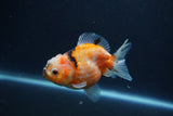 Yuan Bao Oranda  Calico 3.5 Inch (ID#1213Yb10b-64) Free2Day SHIPPING