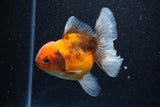 Thai Oranda  Calico 4 Inch (ID#1101To1b-68) Free2Day SHIPPING