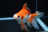 Ryukin Long Tail Red White 5 Inch (ID#304Ry8a-11) Free2Day SHIPPING