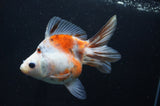 Ryukin Long Tail Calico 5 Inch (ID#404Ry8a-1) Free2Day SHIPPING