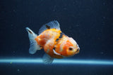 Yuan Bao Oranda  Calico 3.5 Inch (ID#1213Yb10b-64) Free2Day SHIPPING