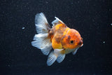 Thai Oranda  Calico 4 Inch (ID#1101To1b-68) Free2Day SHIPPING