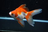 Ryukin Long Tail Red White 5 Inch (ID#304Ry8a-11) Free2Day SHIPPING