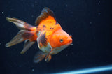 Ryukin Long Tail Tricolor 5 Inch (ID#404Ry8a-2) Free2Day SHIPPING