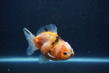 Yuan Bao Oranda  Calico 3.5 Inch (ID#1213Yb10b-64) Free2Day SHIPPING