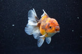 Thai Oranda  Calico 4 Inch (ID#1101To1b-68) Free2Day SHIPPING