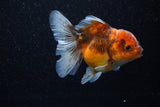 Thai Oranda  Calico 4 Inch (ID#1101To1b-68) Free2Day SHIPPING