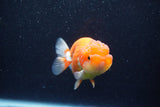 Juvenile Lionchu  Red White 4 Inch (ID#1129R11b-20) Free2Day SHIPPING