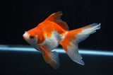 Ryukin Long Tail Red White 5 Inch (ID#304Ry8a-11) Free2Day SHIPPING