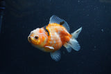 Yuan Bao Oranda  Calico 3.5 Inch (ID#1213Yb10b-64) Free2Day SHIPPING