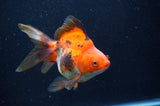 Ryukin Long Tail Tricolor 5 Inch (ID#404Ry8a-2) Free2Day SHIPPING