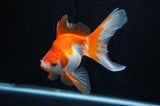 Ryukin Long Tail Red White 5 Inch (ID#304Ry8a-11) Free2Day SHIPPING
