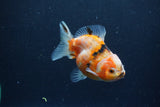 Yuan Bao Oranda  Calico 3.5 Inch (ID#1213Yb10b-64) Free2Day SHIPPING