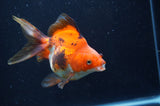 Ryukin Long Tail Tricolor 5 Inch (ID#404Ry8a-2) Free2Day SHIPPING