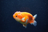 Juvenile Lionchu  Red White 4 Inch (ID#1129R11b-20) Free2Day SHIPPING