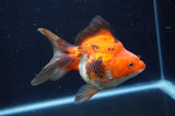 Ryukin Long Tail Tricolor 5 Inch (ID#404Ry8a-2) Free2Day SHIPPING