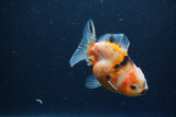 Yuan Bao Oranda  Calico 3.5 Inch (ID#1213Yb10b-64) Free2Day SHIPPING