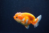 Juvenile Lionchu  Red White 4 Inch (ID#1129R11b-20) Free2Day SHIPPING